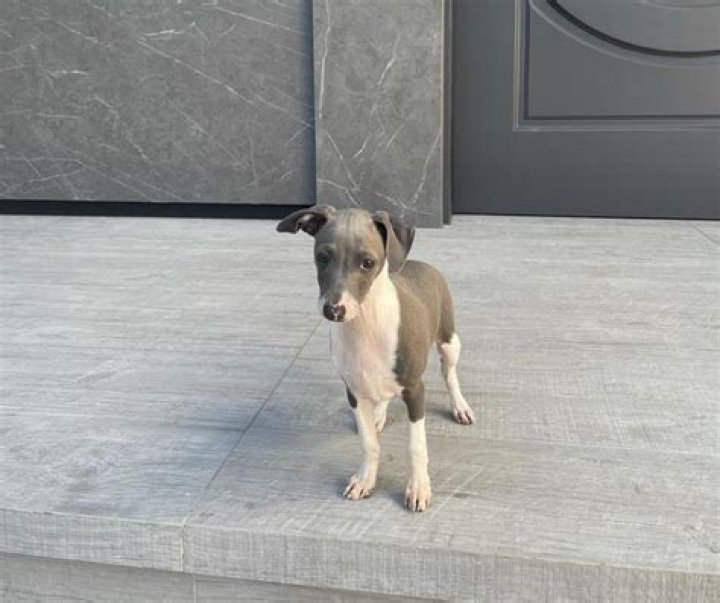 How Many Dogs Does Kylie Jenner Have? (Her Dog Babies…!)