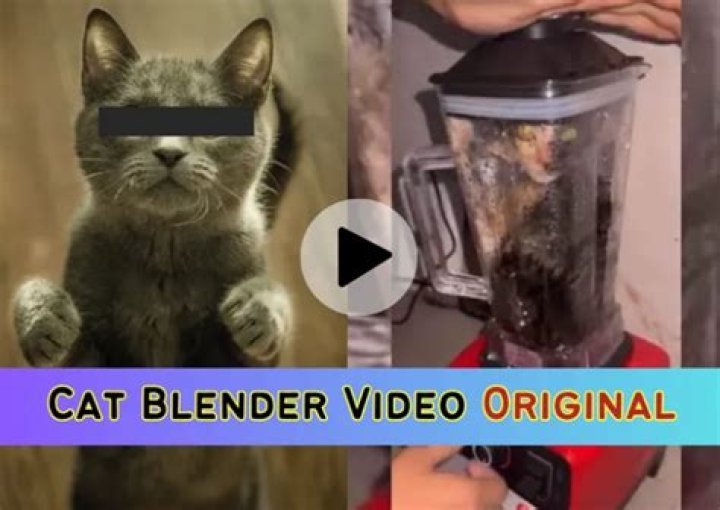 [VIDEO] Cat In A Blender Video & Photos Viral On Social Media